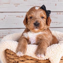 Truffle - Red  female Goldendoodle puppy in Atwood, Oklahoma from Luxe Doodle Haven