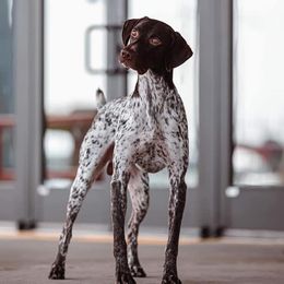 German Shorthaired Pointers and Golden Retrievers from Monticello Kennels
