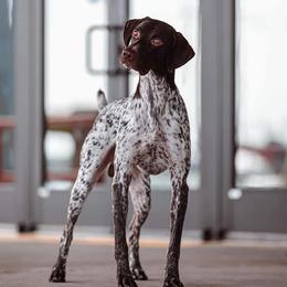 German Shorthaired Pointers and Golden Retrievers from Monticello Kennels