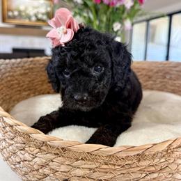 Purple collar - Phantom female Goldendoodle puppy in Indiahoma, Oklahoma from Farm Fresh Doodles