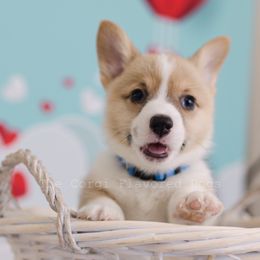 Blue collar - Pembroke Welsh Corgi puppy in Bakersfield, California from The Corgi Flavored Dogs