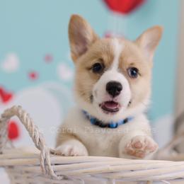 Blue collar - Pembroke Welsh Corgi puppy in Bakersfield, California from The Corgi Flavored Dogs