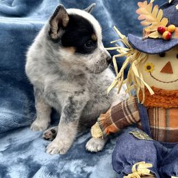 AKC Girl 1 - Blue mottled female Australian Cattle Dog puppy in Mc Comb, Mississippi from McCall's Mississippi AKC Blue Heelers Australian Cattle Dogs