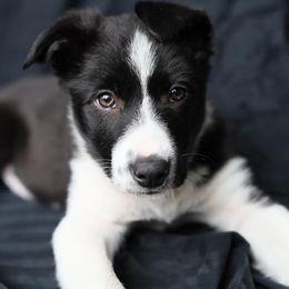 Border Collie Puppies from By Design Farm