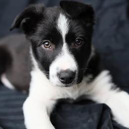 Border Collie Puppies from By Design Farm