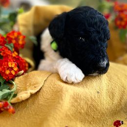 Labradoodle Puppies from California Poppy Doodles
