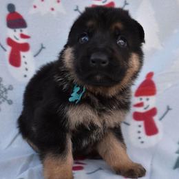 Blue Boy - Black and tan male German Shepherd puppy in Grants Pass, Oregon from Granville German Shepherds