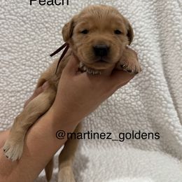 Peach - Golden female Golden Retriever puppy in Victorville, California from Martinez Goldens