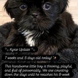 Kyrie - Black and white male Shih Tzu puppy in Orange, California from Shih Tzu Hauz