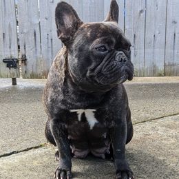 Nyx - French Bulldog