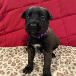 Azula - Brindle female xDutch Shepherd puppy in Chelsea, Alabama from Alliance K9