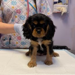 Rubicon - Black and tan female Cavalier King Charles Spaniel puppy in Riverside, California from Mia Loves Kingston Cavaliers