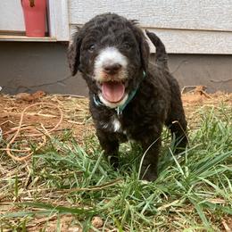 Bernedoodle and Goldendoodle Puppies from Mountain Doodles