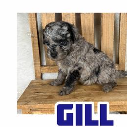 Gill - Blue merle male Assorted Doodle Crosses puppy in Garland, Texas from Brewer's Doodles and French Bulldogs