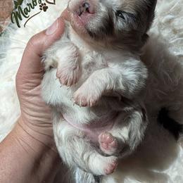 Opal - Tri-colored female Pomeranian puppy in Granby, Colorado from Marostica Paws