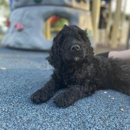 English Springer Spaniel, Poodle, and Springerdoodle Puppies from Little Mountain Springers, Springerdoodles & Poodles