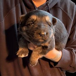 Black and Tan Male 2 - Black and tan male German Shepherd puppy in Tafton, Pennsylvania from Pocono GSD