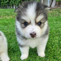 Nala - Black and white female Pomsky puppy in Southern California, California from SoCal Pomskies LLC