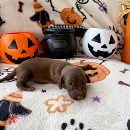 Girl 3 - Chocolate female Dachshund puppy in Smoot, West Virginia from AMC Dachshunds