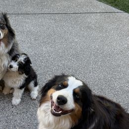 Aussiedoodles from Bright Aussiedoodles