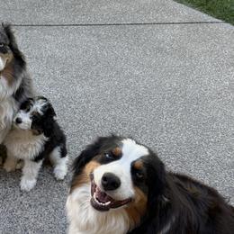 Aussiedoodles from Bright Aussiedoodles