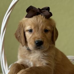 Maple - Golden Retriever puppy from Frankly Golden
