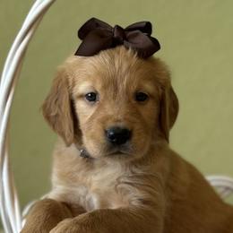 Maple - Golden Retriever puppy from Frankly Golden