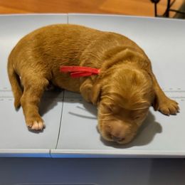 Candy Cane (Red Collar) - Red  female Goldendoodle puppy in Bay City, Texas from Charming Doods