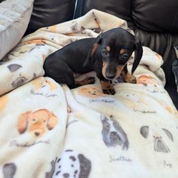 Black and tan - Black female Dachshund puppy in Phelan, California from Elite Parson Russells