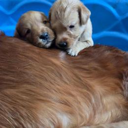 Boy 7 - Dark golden male Golden Retriever puppy in Forest Lake, Minnesota from Northern Lights Goldens