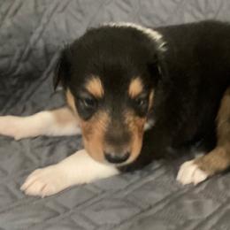 Carla - Black white and tan female Collie puppy in Yulee, Florida from Three Collie Farm