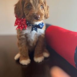 Australian Labradoodle Puppies from Desert Diamond Labradoodles