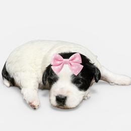 Sassy - Parti female Miniature Schnauzer puppy in Magalia, California from NorCal Schnauzers