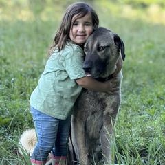 Kangals from Berecz Hollow Farm LLC