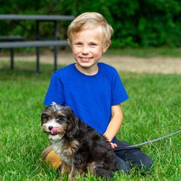 Cavapoo Puppies from Yankee Doodle Dogs