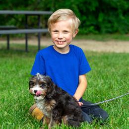 Cavapoo Puppies from Yankee Doodle Dogs