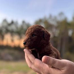 Rosie - Red  female Poodle puppy in Osyka, Mississippi from Southern Sunshine Standards