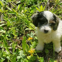 Cockapoo Puppies from Linda's Cockapoos