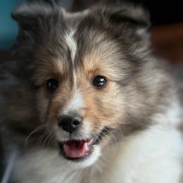 Cyrus - Sable and white male Shetland Sheepdog puppy in Tulsa, Oklahoma from September Morning Shelties