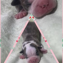 Carol - Lilac female Boston Terrier puppy in Brazos Point, Texas from TX Southern Belle Bostons