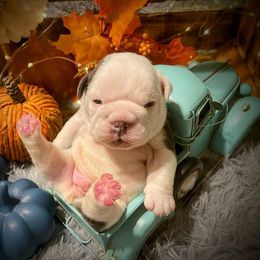 Bulldog Puppies from Burrell’s Bulldog Kingdom