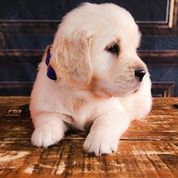 Cavalier King Charles Spaniel and Golden Retriever Puppies from SelahGold