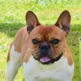 Derringer - French Bulldog