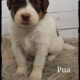 Pua - Brown and white female Aussiedoodle puppy in Farley, Iowa from Iowa's Doodle Co.