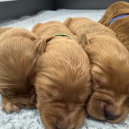 Aspen - grey collar boy - Dark golden male Golden Retriever puppy in Aumsville, Oregon from Bigfoot Goldens - AKC Registered Dark Red Goldens