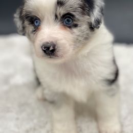 Neptune - Blue merle male Miniature American Shepherd puppy in Damascus, Oregon from Rebel Soul Minis