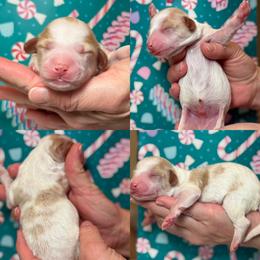 Blake - Parti male Goldendoodle puppy in Yuciapa, California from AlltheDoodlez_