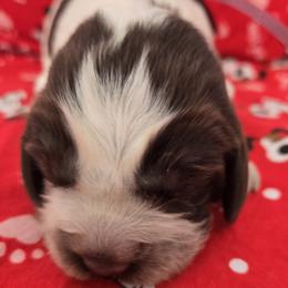 Igloo - Tri-Roan female English Springer Spaniel puppy in Brodhead, Wisconsin from Pinwheel Acres