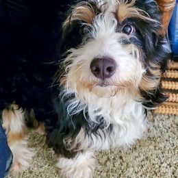 Dexter - Bernedoodle