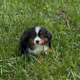 Kiara - Black tri female Miniature Australian Shepherd puppy in Oronogo, Missouri from Dutton's Show Me Farms